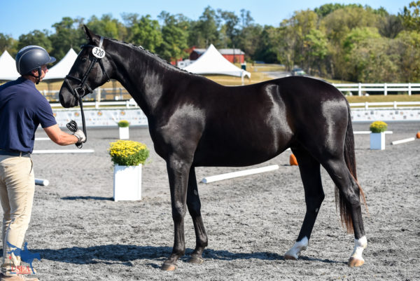 2019 USEA Future Event Horse East Coast Championships 2-Year-Olds and Yearlings