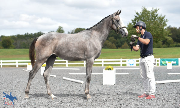 2020 USEA Future Event Horse East Coast Championships Yearlings and 2-Year-Olds