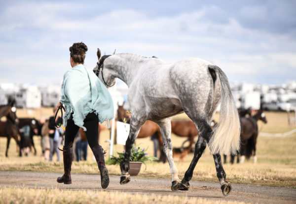 2023 Spokane Sport Horse Farm Classic Series